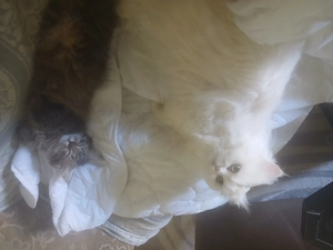 Kater 1,2 jahre suchz ein neues zuhause