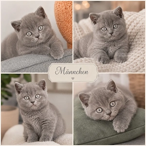 bkh kitten silver shadet Point Glückskatze weiß Schnee 