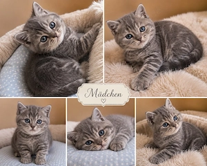 bkh kitten reinrassig  Rarität Whiskas blau lilack, Schnee point rote Getiegert 