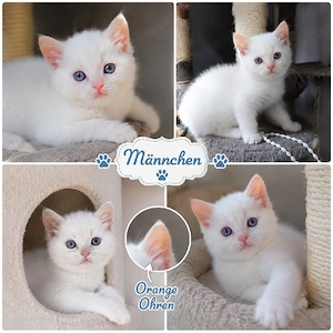 bkh kitten reinrassige blau Schnee Point  Bild 4