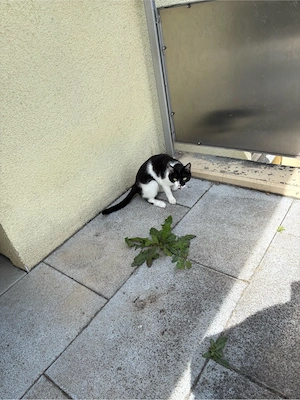 katze Luna 