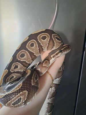 0.1 Mojave von 2011