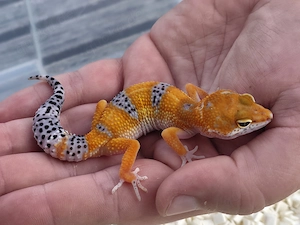 Leopardgeckos 2026 versch. Farbvarianten wie Black Night, Bell Albino, Mandarine, Bold