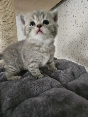 Wunderschönen BKH Kitten 