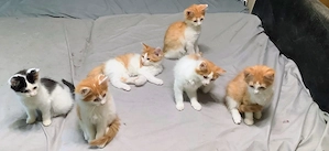  Zuckersüße Mainecoon Bkh Blh  Kitten suchen Dich