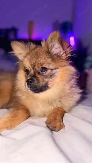 Pomchi sucht dich 