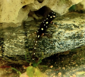 Neurergus Micropilotus  Bergbachmolch