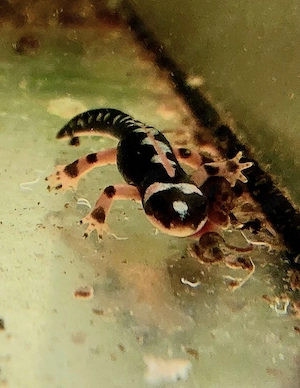 Neurergus Kaiseri  Zagrosmolche 