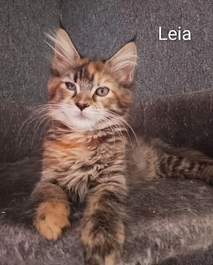 reinrassige Maine Coon Kitten 