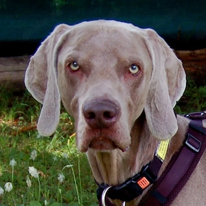 Coop - 3 Jahre - Weimaraner - Tierhilfe Franken e.V.