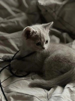 Britische Katze 