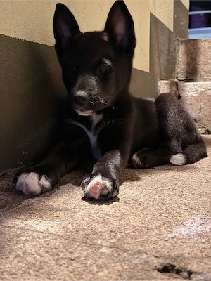 Husky Bernersennen Mix