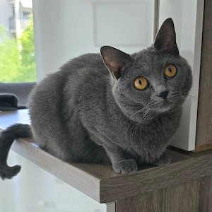 Lady Ghost - 2 Jahre - Chartreux - Tierhilfe Franken e.V.