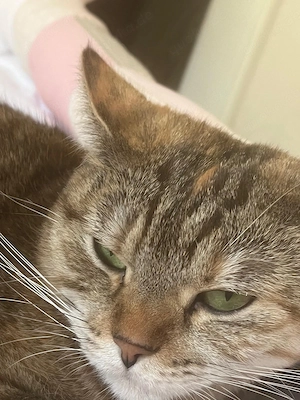 Liebevolles Zuhause für unsere beiden Wohnungskatzen Nala & Chiara gesucht   