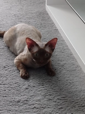 Devon Rex Kater 