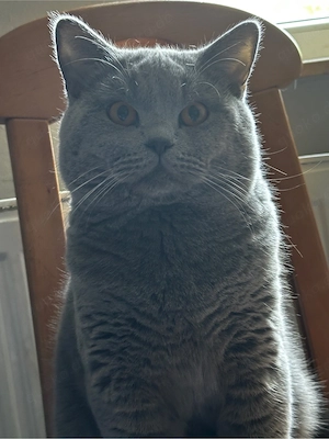 BKH Deckkater der Kater Nicht zum Verkauf