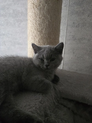 BKH katzen baby 