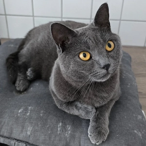 Master Shake - 2 Jahre - Chartreux - Tierhilfe Franken e.V.