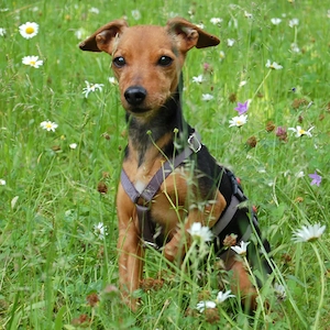 Miss Jessy - 9 Jahre - Rehpinscher - Tierhilfe Franken e.V.