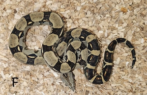 1.1 Boa C. longicauda high yellow nz25