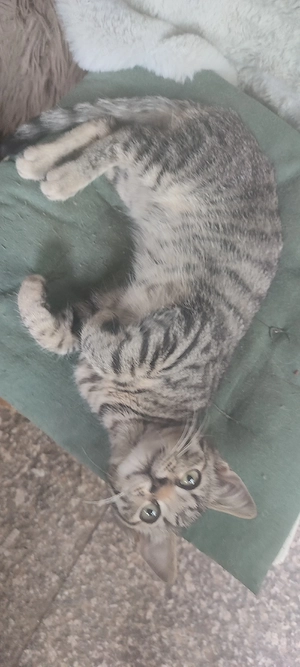 Katzenbaby's  Heilige Birmamix  Abgabebereit!