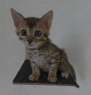 Bengal Kater XXL Rosetten Champion-Abstammung