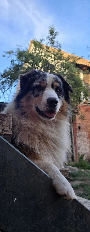Nando der Australian Shepherd Rüde Junghund sucht ein zu Hause 