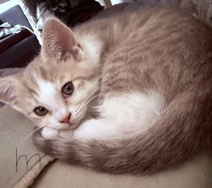 BKH & EKH baby kitten