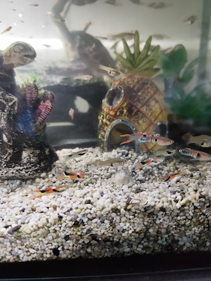 20 Guppies, verschiedene Farben, Größen und Altersstufen 