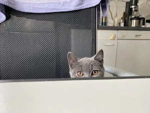 BKK Kitten in blue