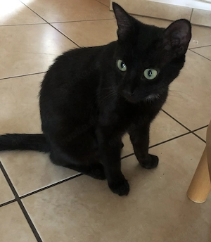 Luna sucht ihren Lieblingsmensch 