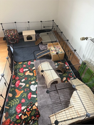 Suche 2-3 Meerschweinchen 
