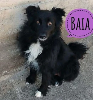 Baia, wunderhübsche, junge und absolut verträgliche Hündin, Mudi Kroatischer Schäferhund Mix