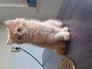 Toffy suchen ein Zuhause 