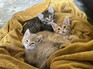 4 süße Mischlings-Kitten zu verkaufen 