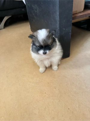 mittelpomerania welpe