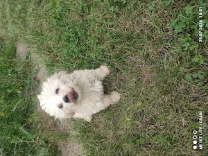 Bichon Malteser 
