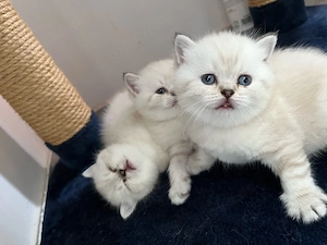 Wunderschöne BKH Kätzchen   Kitten suchen ein liebevolles Zuhause
