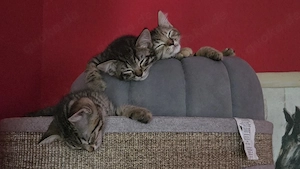 5 Katzenbabies 10 Wochen
