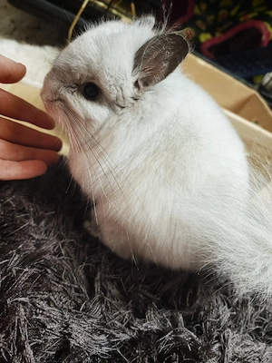  Angora Weibchen 100% RPA mit oder ohne Käfig 