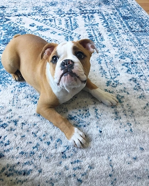 Englischer Bulldoggen-Rüde 