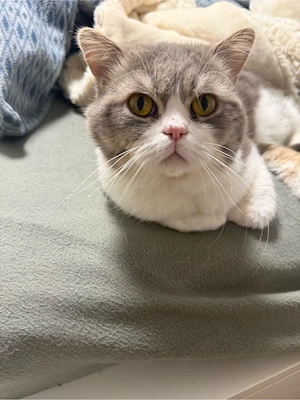 BKH Kater sucht dringend ein neues Zuhause