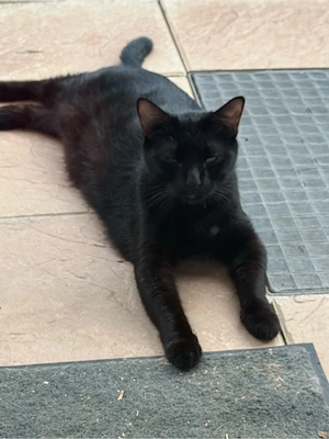 Schwarzer EKH Kater sucht dringend ein neues Zuhause