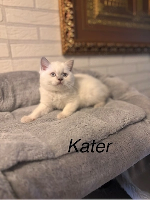    Zwei süße BKH  Kater suchen ein liebevolles Zuhause   