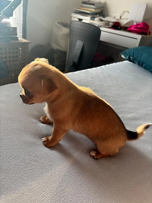 Chihuahua Mix Hündin 