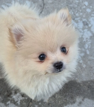 Pomeranian