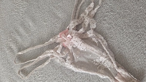 Slip rosa Spitze Schleife