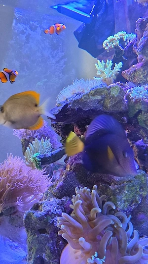 Meeresaquarium Sea reefer Red Sea 3G plus neu mit 3 Jahre Garantie und Tieren