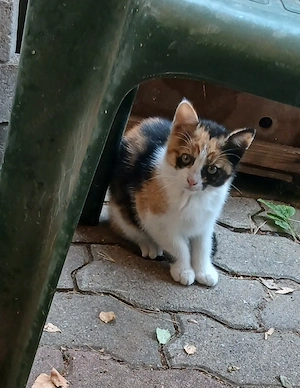 noch ein Katerchen, und eine Mietz.