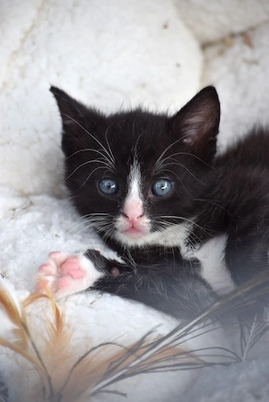 Katzenbabys - Handaufzuchten suchen Zuhause